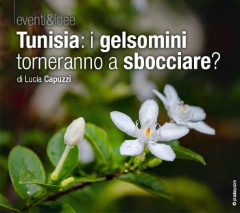 Tunisia: i gelsomini torneranno a sbocciare?